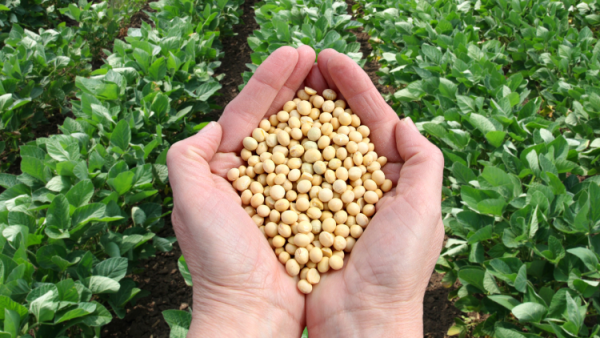 Giao dịch đậu nành và dầu đậu nành